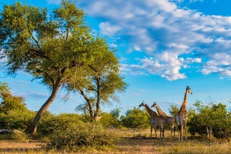 Zuit-Afrika